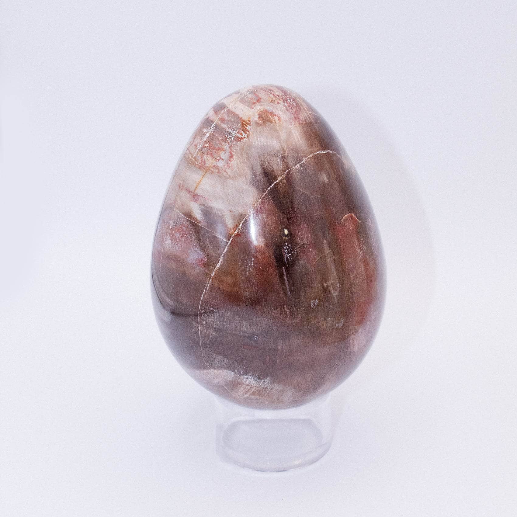 Petrified Wood Egg - AAA Premium Quality - Image 12