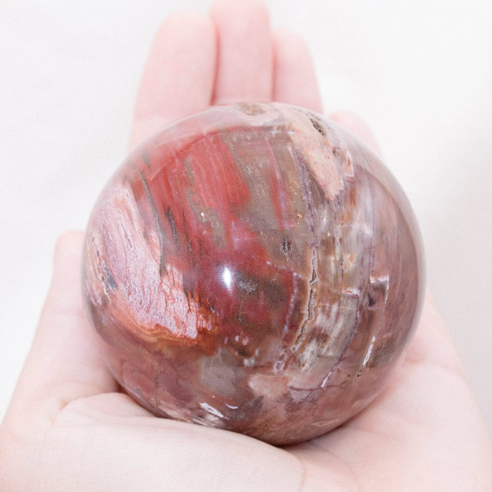 Petrified Wood Sphere - AAA Premium Quality - Image 7