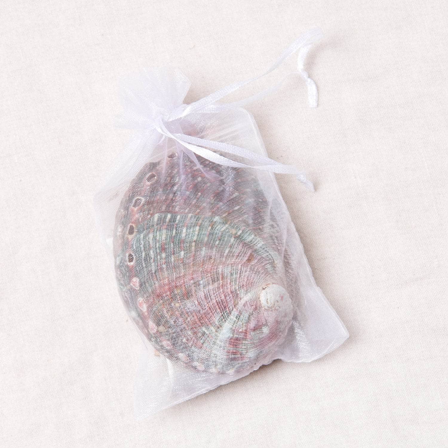 Small Abalone Shell Kit - Image 4